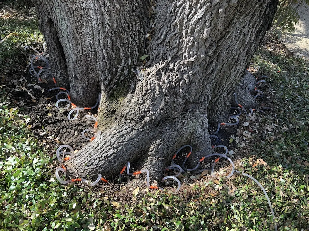 Detailed Tree Cabling and Bracing job site in Knoxboro