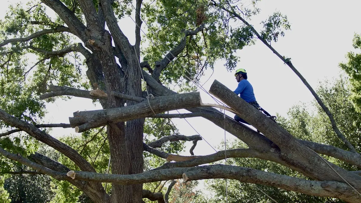 Professional Crown Thinning performed by certified arborists in Knoxboro
